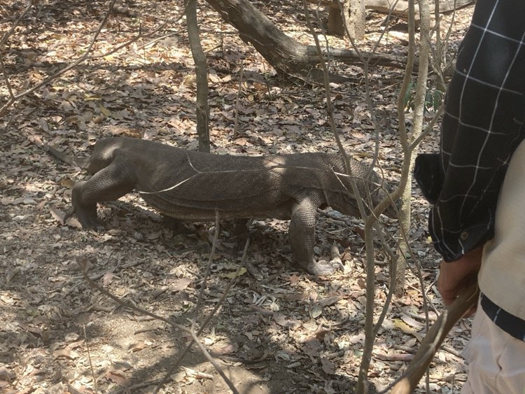 Komodo Island Dragon