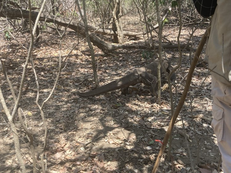 Komodo Island Dragon