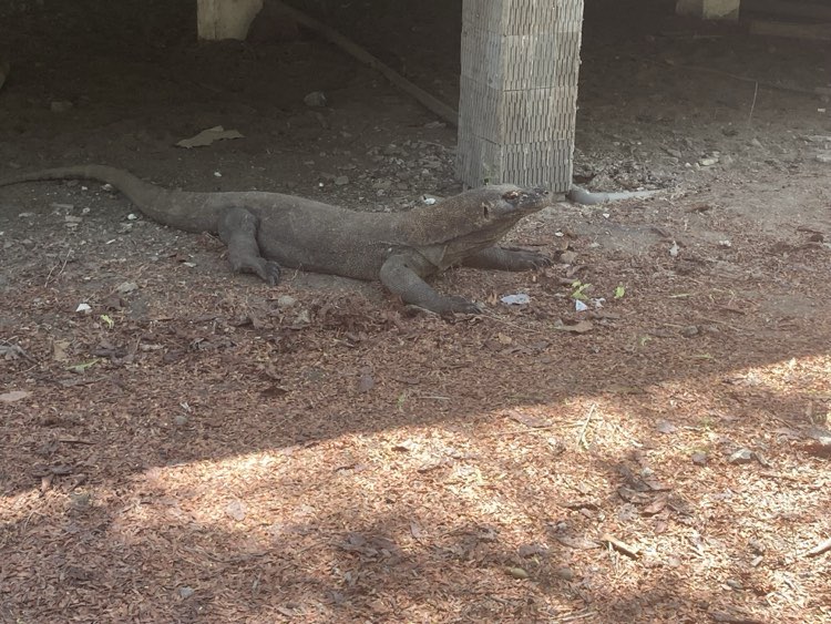 Komodo Island Dragon