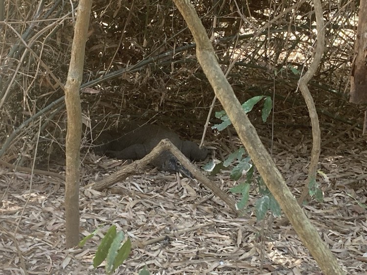 Komodo Island Dragon