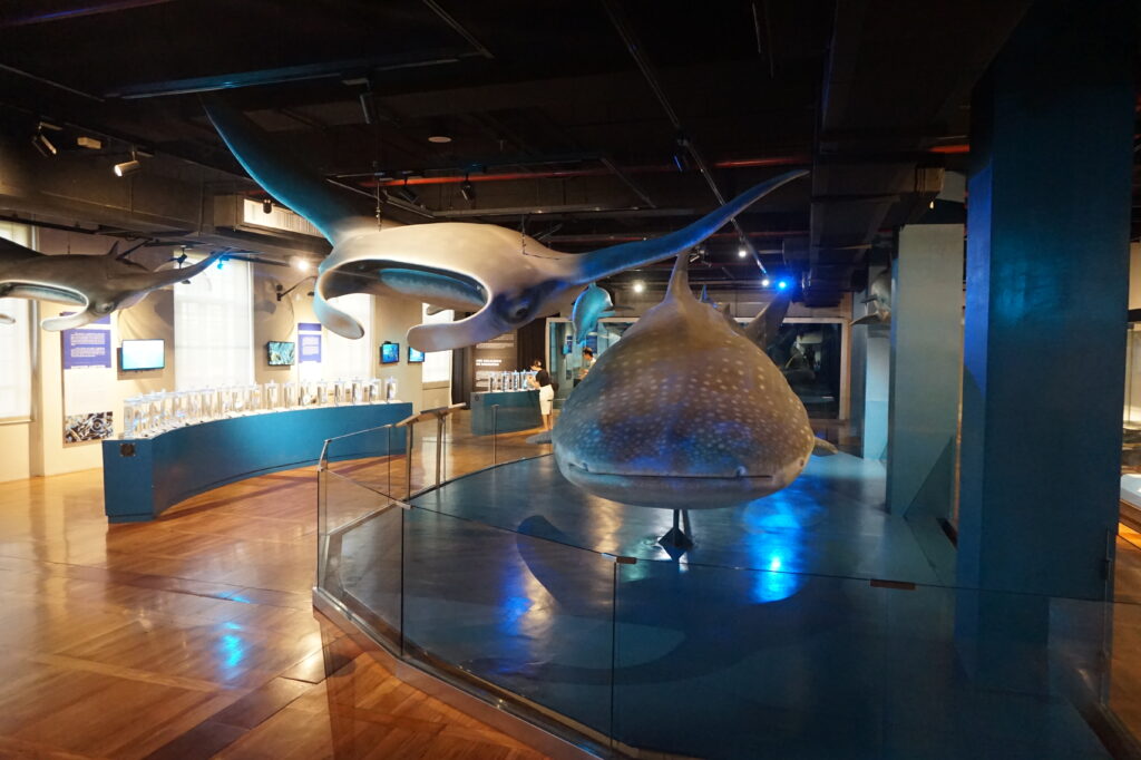 museum of natural history manila manta ray